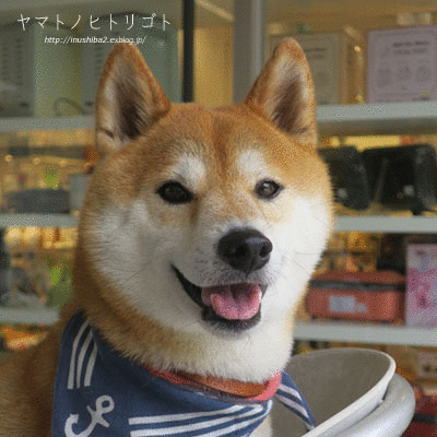 お寿司と手羽先 Yamatoのひとりごと