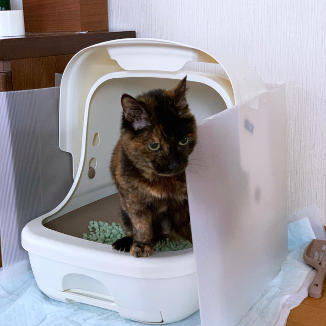 おトイレの細工。_d0355333_22453477.jpg