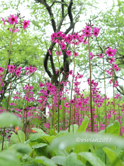 奥日光は花盛り ~光徳牧場、戦場ヶ原~_e0227942_21464182.jpg
