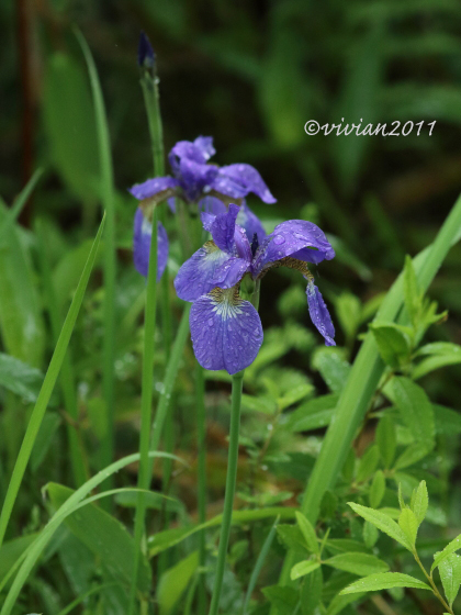奥日光は花盛り ~光徳牧場、戦場ヶ原~_e0227942_21522039.jpg