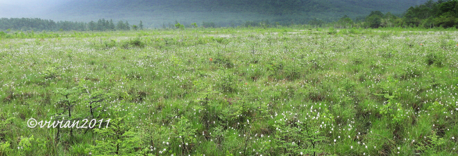 奥日光は花盛り ~光徳牧場、戦場ヶ原~_e0227942_22003881.jpg