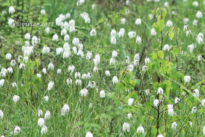 奥日光は花盛り ~光徳牧場、戦場ヶ原~_e0227942_22014819.jpg