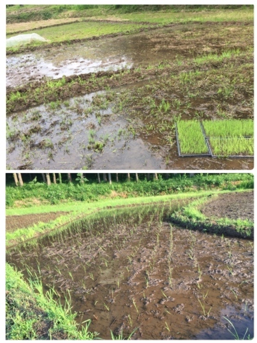 田植え!_c0331145_20102407.jpg