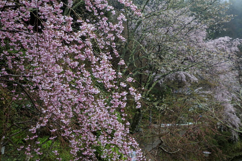 2020桜咲く奈良　如意輪寺・雨桜_f0155048_233404.jpg