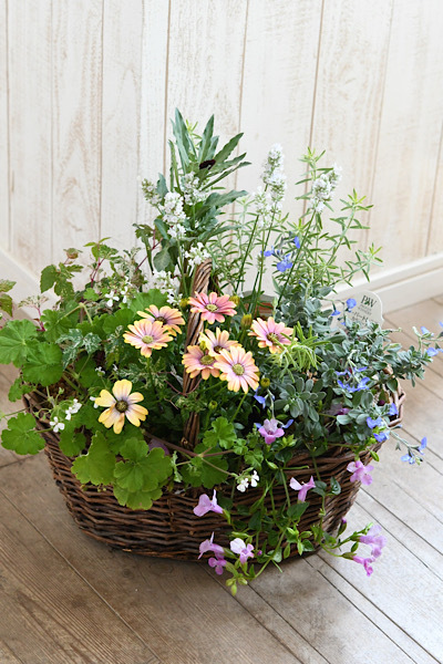 *寄せ植えレッスン*_e0159050_22391456.jpeg