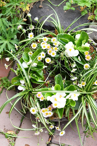 *寄せ植えレッスン*_e0159050_22401648.jpeg