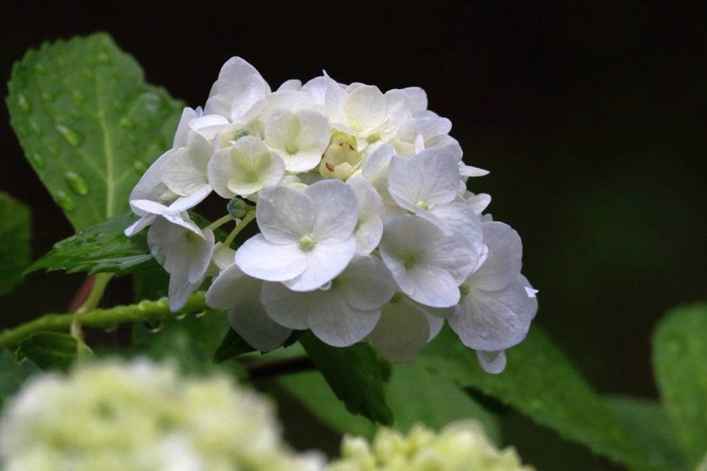 パステル紫陽花_e0403850_21234942.jpg