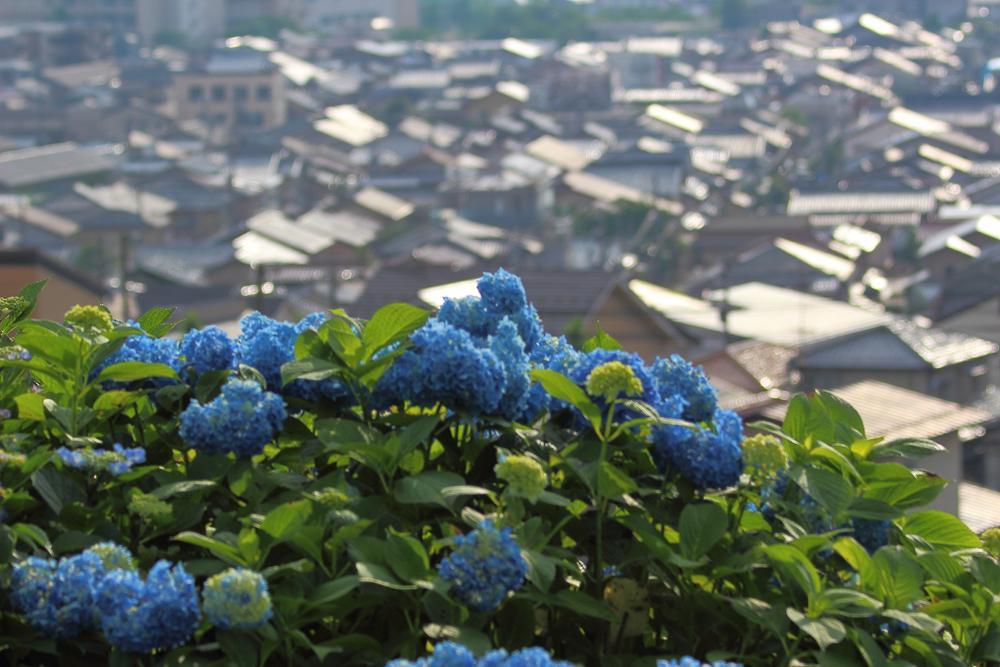 パステル紫陽花_e0403850_21235382.jpg