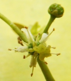 ニガキ科 芽吹き 果実 庭漆 Campalita Chinense 自然感察 Nature Feeling ニガキ科 芽吹き 果実 庭漆 Campalita Chinense 自然感察 Nature Feeling