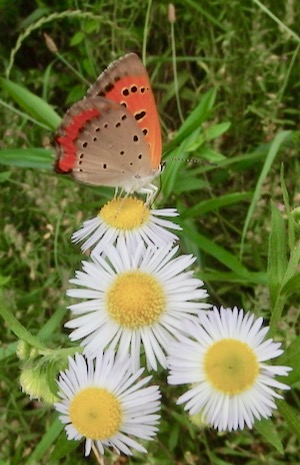 #チョウ 『紅小灰蝶』 Lycaena phlaeas _f0238961_9212163.jpg