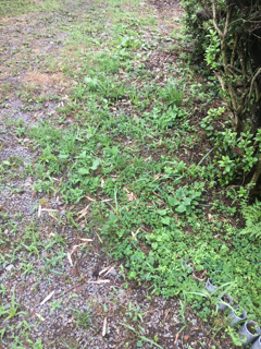 梅雨入り_f0363168_09342276.png