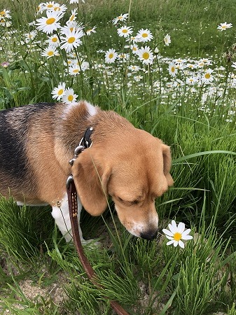 こつぶ・・花を愛でない奴。_d0251572_00380570.jpg