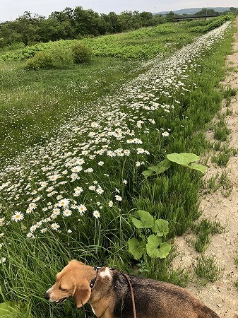 こつぶ・・花を愛でない奴。_d0251572_00381303.jpg