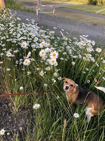 こつぶ・・花を愛でない奴。_d0251572_00512068.jpg