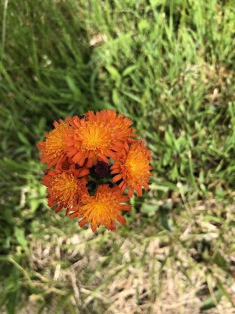 こつぶ・・花を愛でない奴。_d0251572_00542069.jpg
