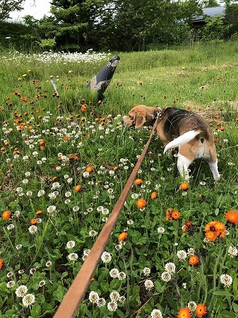 こつぶ・・花を愛でない奴。_d0251572_00562966.jpg