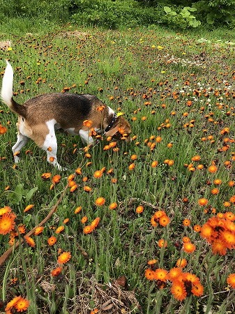 こつぶ・・花を愛でない奴。_d0251572_00575634.jpg