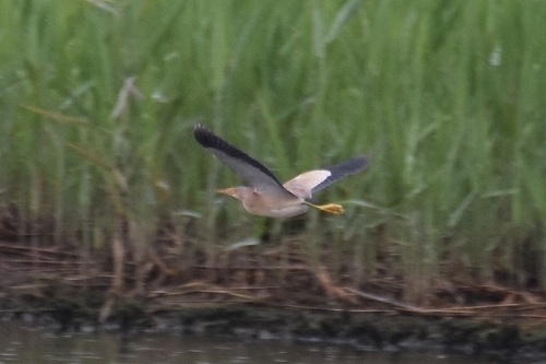 ★ヨシゴイとアマサギが飛来しています・・・先週末の鳥類園(2020.6.13~14)_e0046474_18360005.jpg