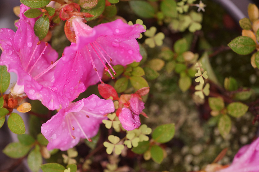 梅雨と庭に咲く花 The Fl Lens Waku Waku Mark Ii 梅雨と庭に咲く花 The Fl Lens Waku Waku Mark Ii