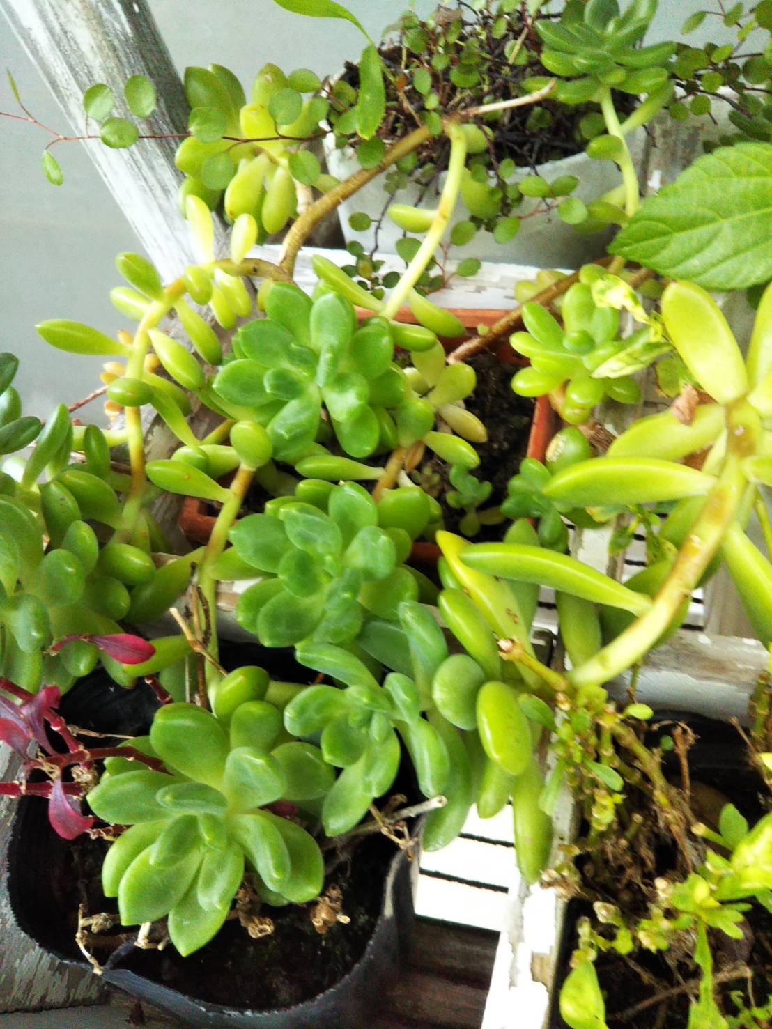 多肉植物 梅雨 ７月最初のオープン日 7月kamonamyuオープン日 宮崎延岡アンティーク雑貨生はちみつkamonamyu 木工家具工房