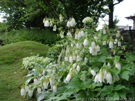 梅雨の庭に咲いた宿根草の花(タケシマホタルブクロ、アスチルベなど)_c0293787_13545646.jpg