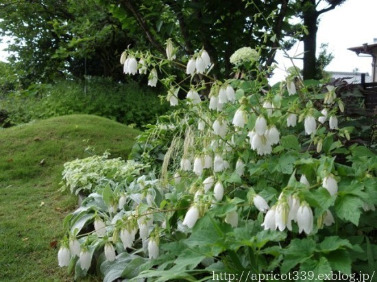 梅雨の庭に咲いた宿根草の花（タケシマホタルブクロ、アスチルベなど）_c0293787_13545646.jpg