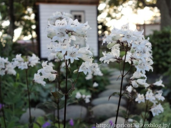 梅雨の庭に咲いた宿根草の花（タケシマホタルブクロ、アスチルベなど）_c0293787_14093093.jpg