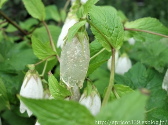 梅雨の庭に咲いた宿根草の花(タケシマホタルブクロ、アスチルベなど)_c0293787_14253084.jpg