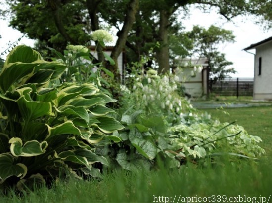 梅雨の庭に咲いた宿根草の花（タケシマホタルブクロ、アスチルベなど）_c0293787_14311198.jpg