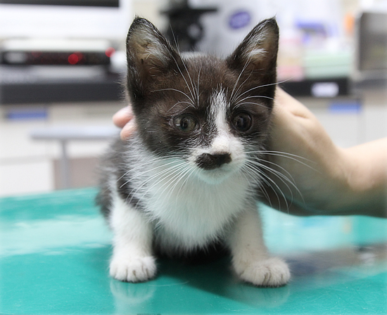 子猫がやってきた!_a0389088_06084145.jpg