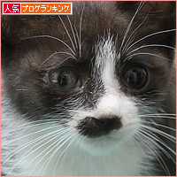 子猫がやってきた!_a0389088_06084265.jpg