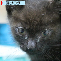 子猫がやってきた!_a0389088_06084277.jpg