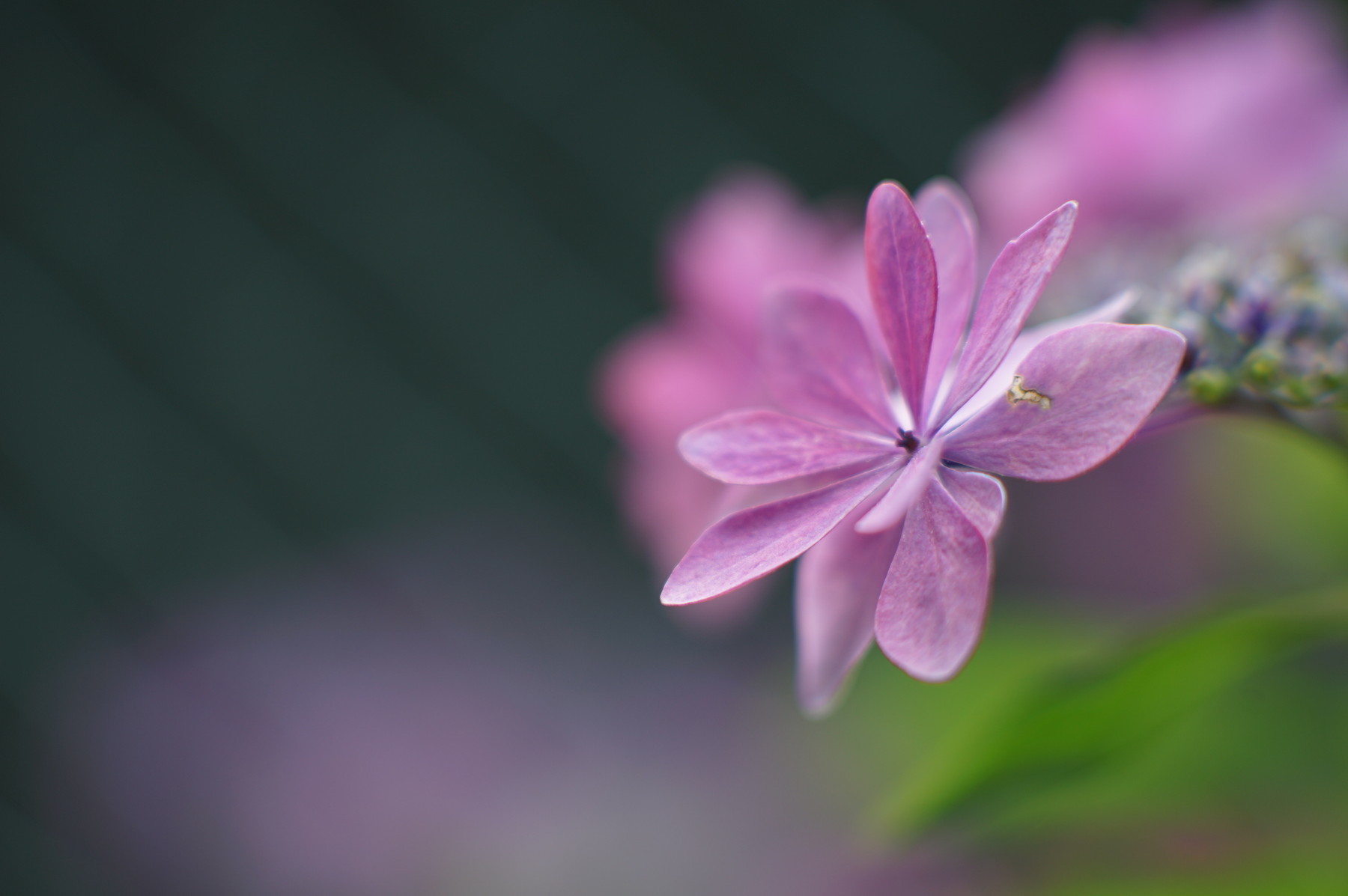 梅雨なので 紫陽花を撮ろう_f0381792_07392941.jpg