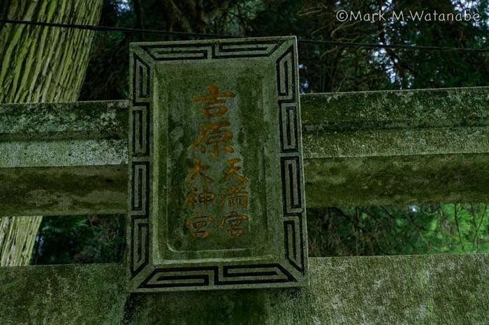 吉原大神宮の杉_e0135098_09121935.jpg