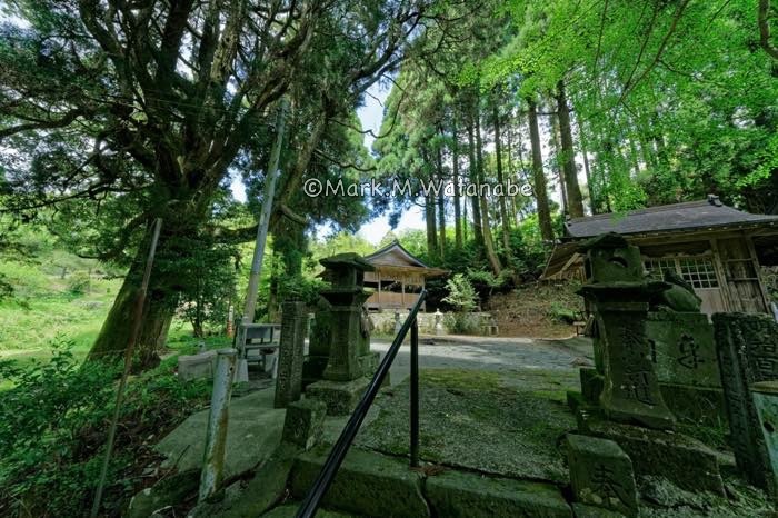 吉原大神宮の杉_e0135098_09125732.jpg