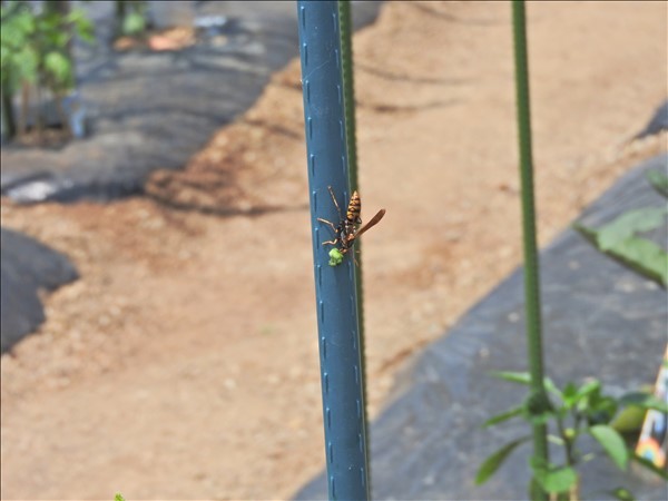 セグロアシナガバチは益虫だった Mary S Allotment Garden