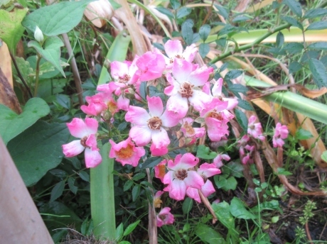 挿し木の紫陽花・ミニばらなど_a0203003_17390665.jpg