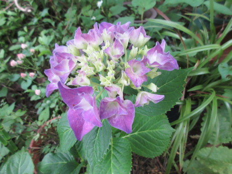 挿し木の紫陽花・ミニばらなど_a0203003_17393370.jpg