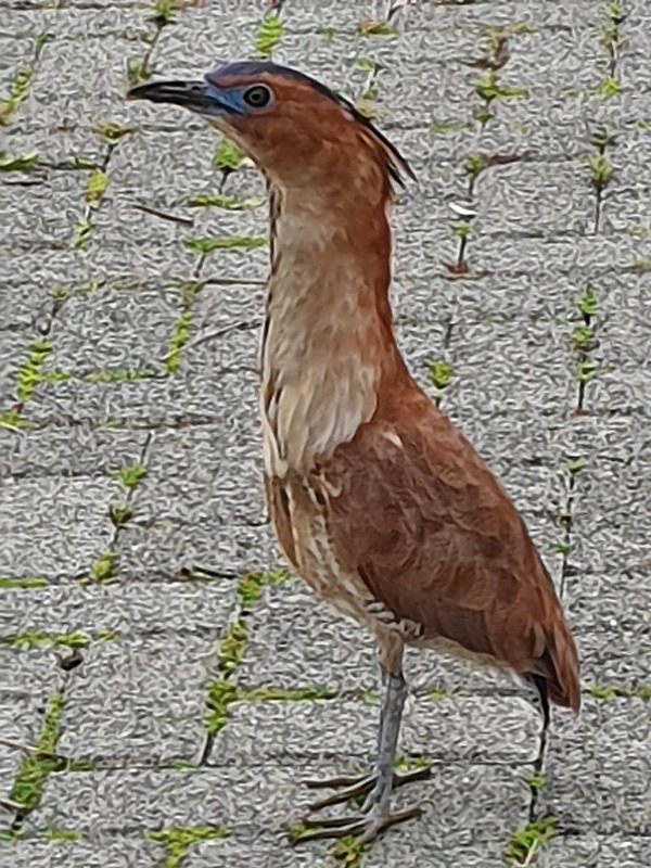 チッチがなぜ新宿に ミゾゴイは絶滅危惧種 台中にはたくさんいます メイフェの幸せ 美味しいいっぱい In 台湾