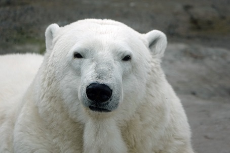 モスクワ動物園のウランゲリ (Врангель)とムルマ (Мурма)の近況 ~ 6月16日から営業再開へ_a0151913_1562692.jpg