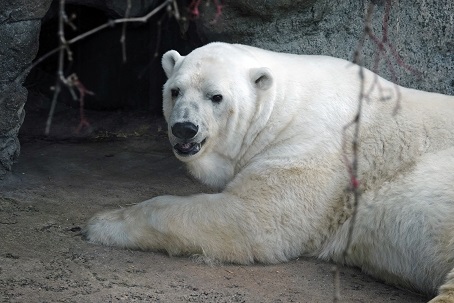 モスクワ動物園のウランゲリ (Врангель)とムルマ (Мурма)の近況 ~ 6月16日から営業再開へ_a0151913_157367.jpg