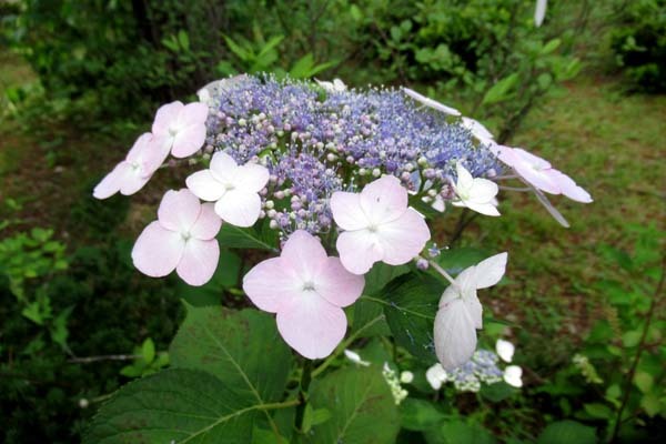 あじさいが盛り　植物園_e0048413_20535629.jpg