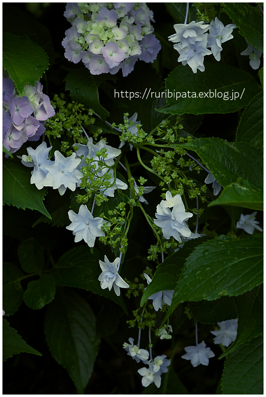 雨の止み間に #007 \"花の首飾り\"_f0302613_12482844.jpg