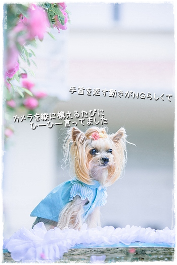 身に覚えのないケガ こなつとじぃじ