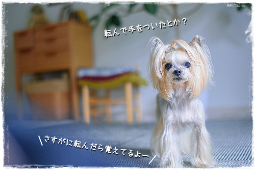 身に覚えのないケガ こなつとじぃじ