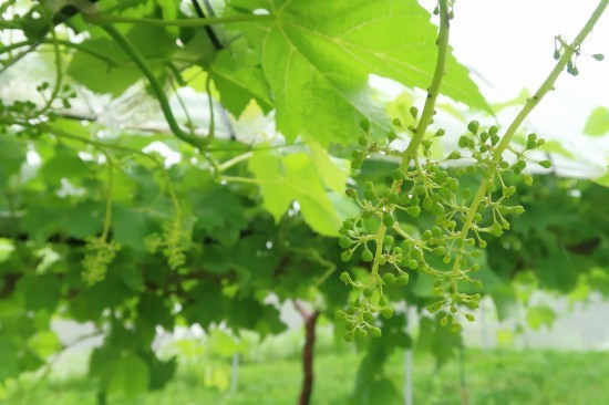 4日間降り続いた雨 葡萄と田舎時間 西田葡萄園のブログ