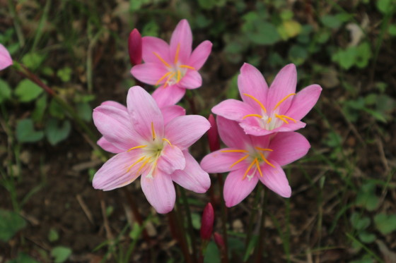 里山で花観察（コクラン・オオバノトンボソウ他）_e0272335_15381380.jpg