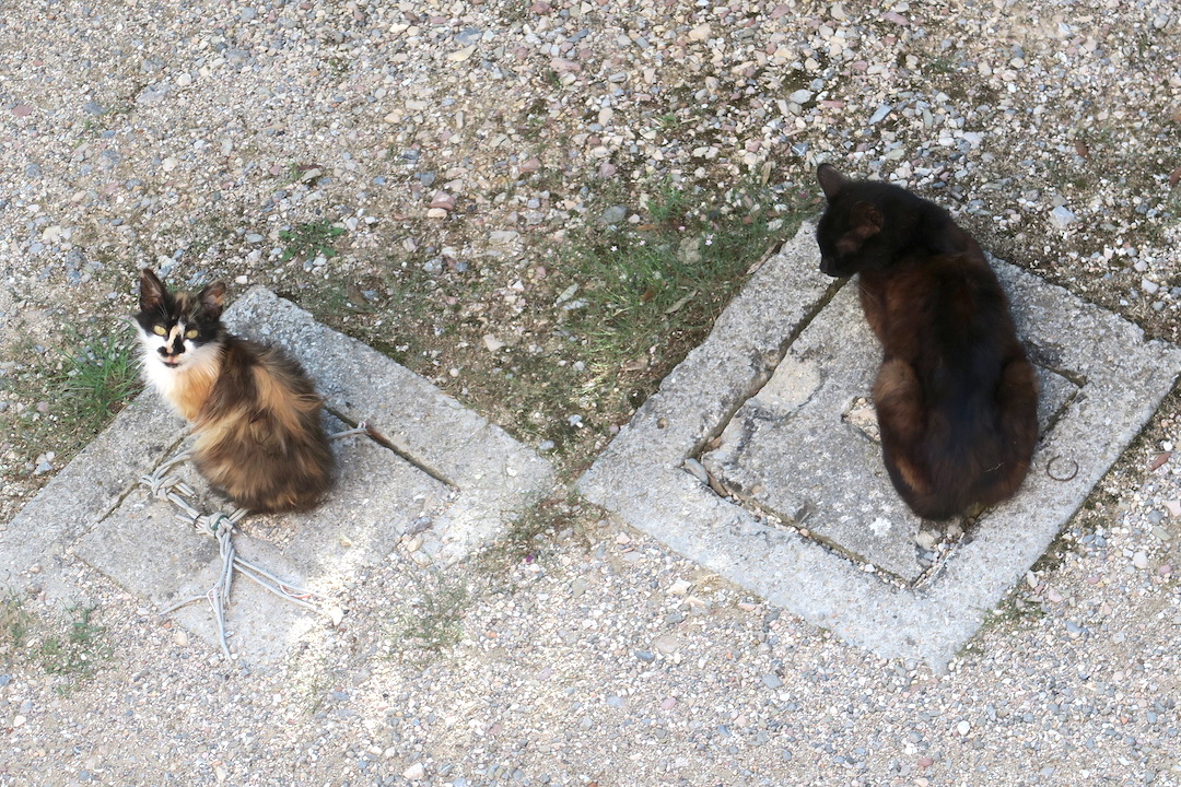 朝は屋根でおはよう猫と白い半月_f0234936_2313760.jpg