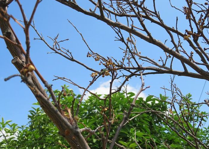 年6月25日 八朔の木が枯れました 今日の風に吹かれましょう