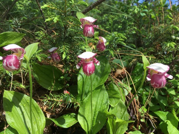 宇宙人現れる! - Spotted Lady Slipper_b0135948_14363251.jpg